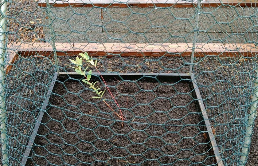 Pieni hakuropajun taimi verkkohäkin suojissa.