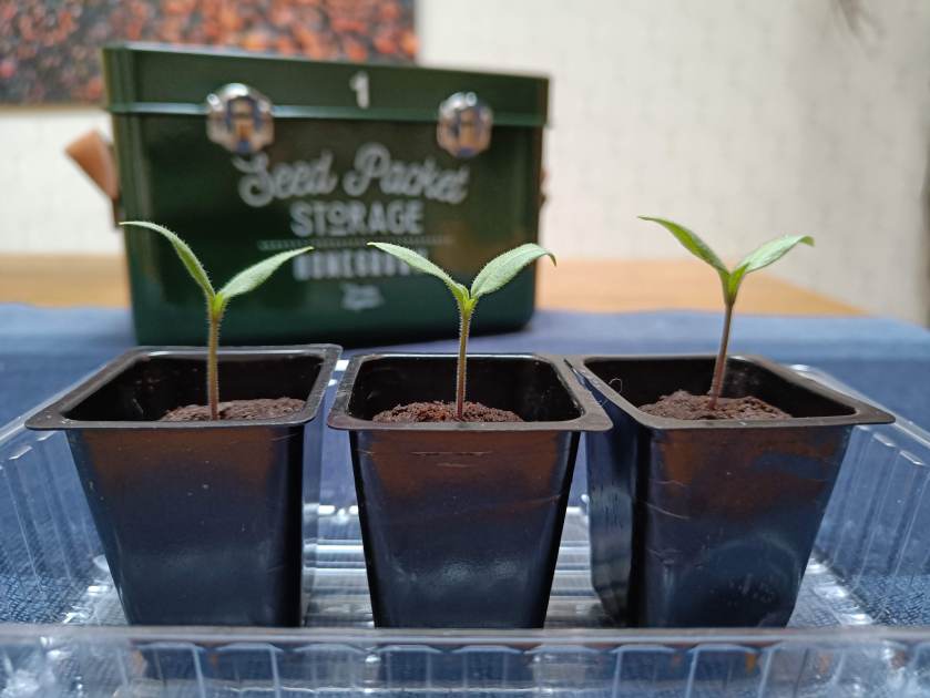 Kolme sirkkalehdellä olevaa chilintainta.