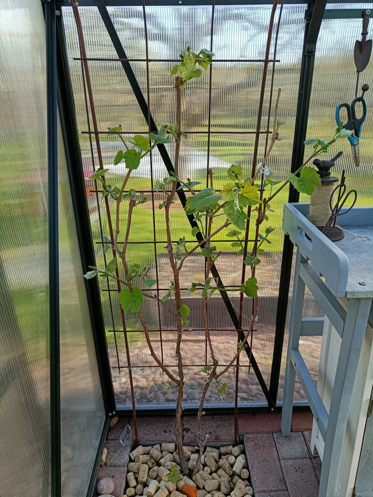 Pieni viiniköynnös kasvihuoneessa.