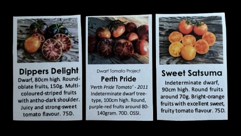 Kolmen kääpiötomaatin siemenetiketit.