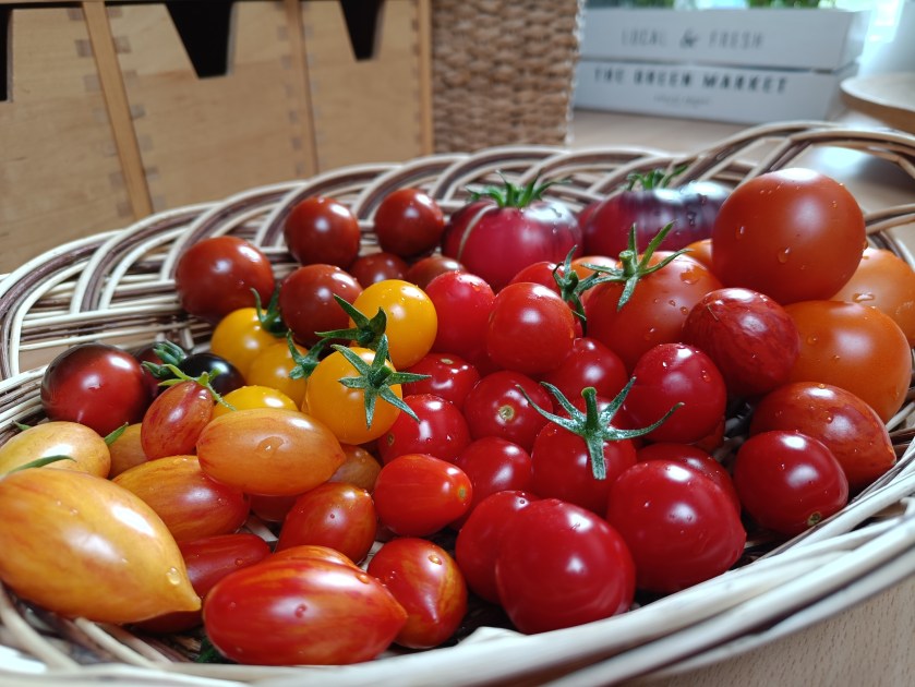 Pieni korillinen erivärisiä tomaatteja.