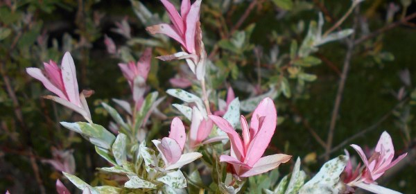 Hakuropajun vaaleanpunainen latvus.