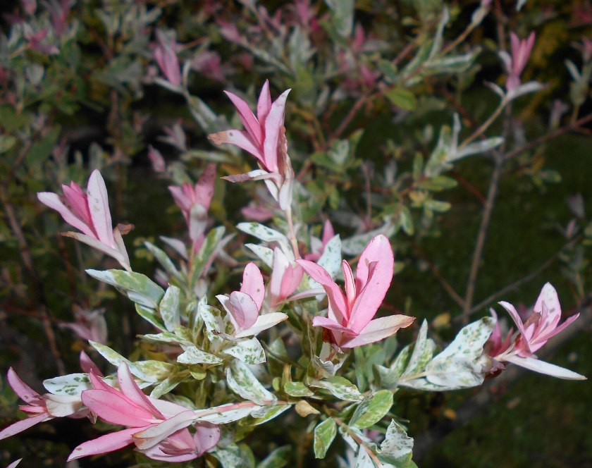 Hakuropajun vaaleanpunainen latvus.