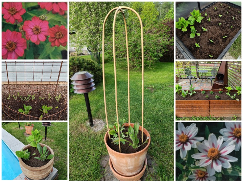 Kuvakollaasi puutarhan kesäkukkaistutuksista.