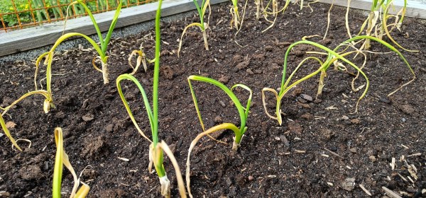 Huonosti voiva valkosipulikasvusto.