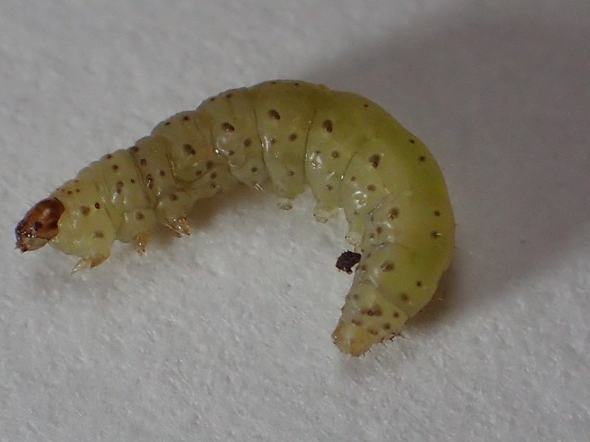 Sipuliverkkokoin toukka.