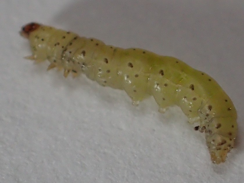 Sipuliverkkokoin toukka.