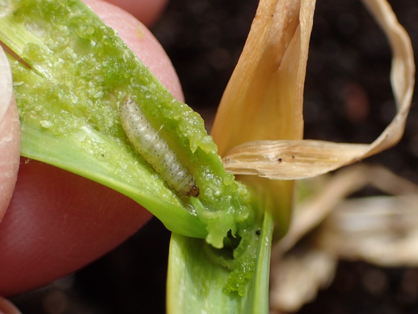 Sipuliverkkokoin toukka valkosipulin varressa.
