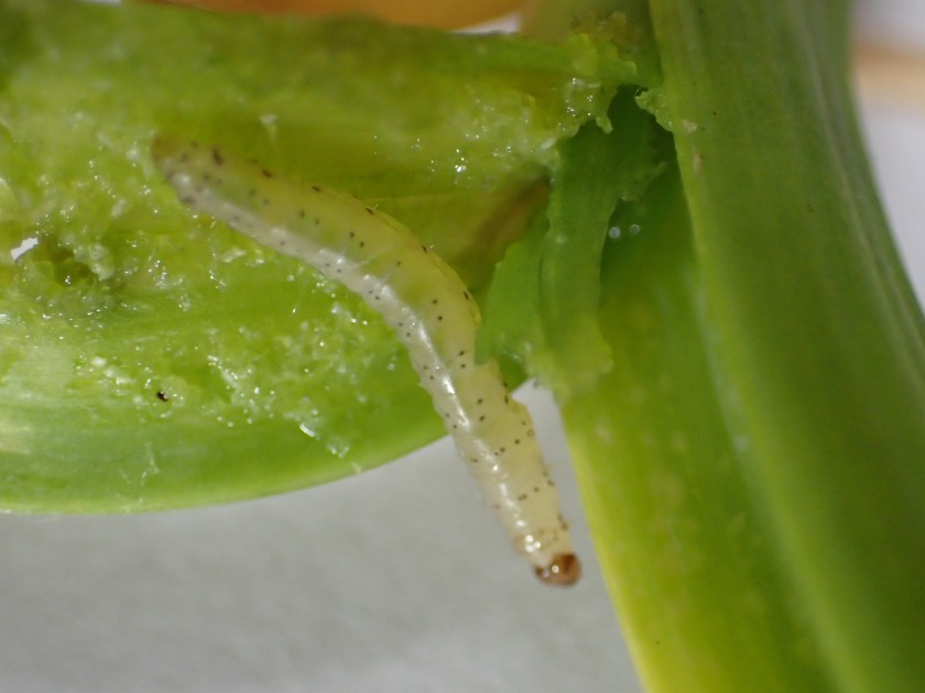 Sipuliverkkokoin toukka valkosipulissa.