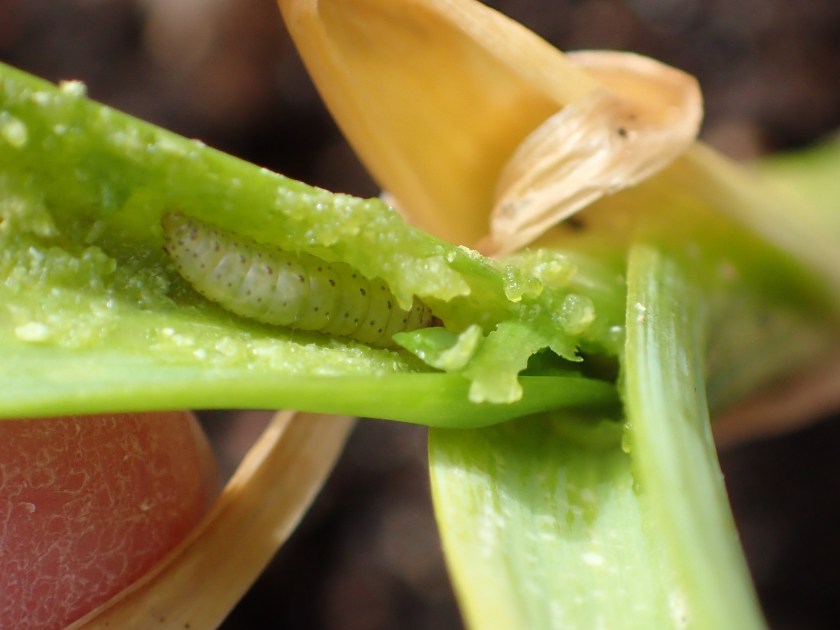 Sipuliverkkokoin toukka valkosipulin uumenissa.