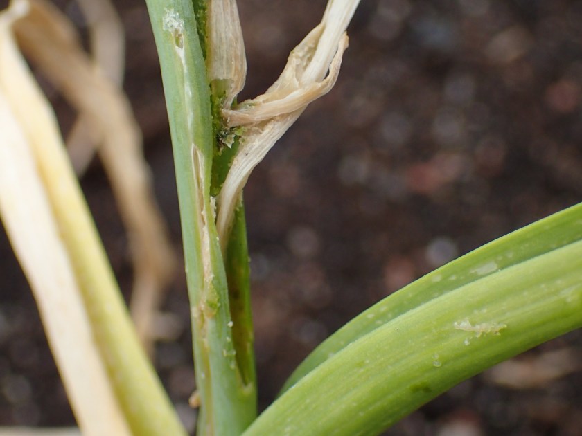 Vioitusta valkosipulin varressa.