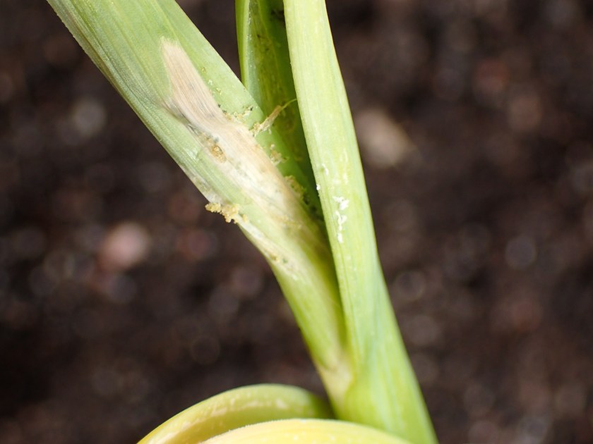 Vioitusta valkosipulilla.