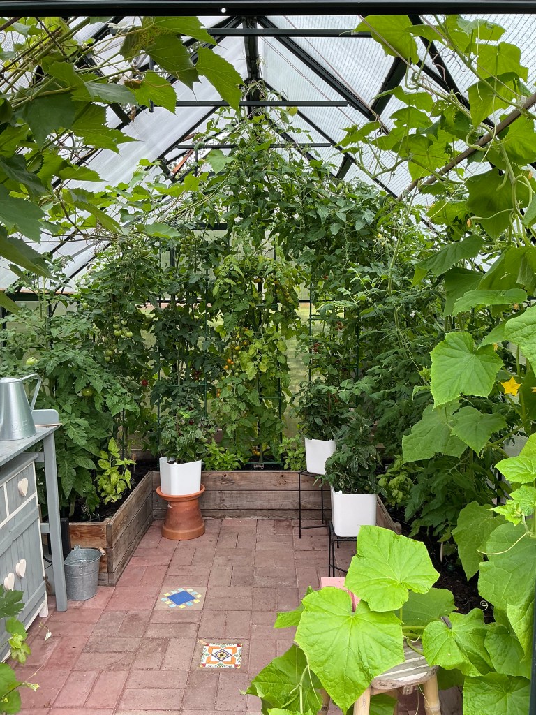 Kasvihuone, jossa paljon tomaatteja.