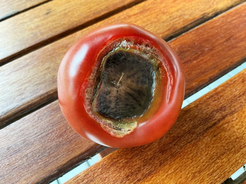 Tomaatti, jossa on latvamätää.