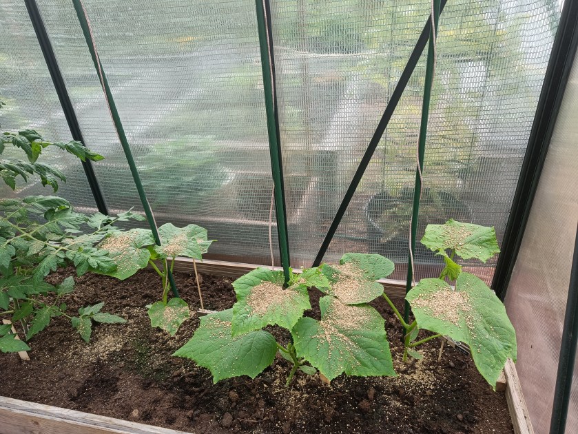 Petopunkkeja kurkkukasvustossa.