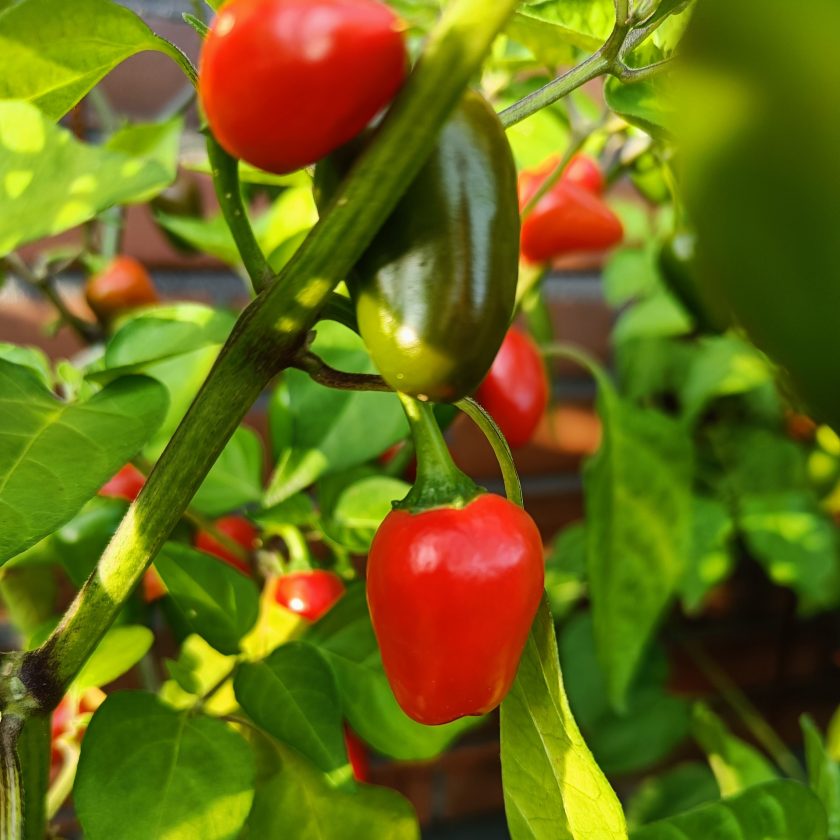 Dalle Khursani -chili, jossa muutama kypsä punainen hedelmä.