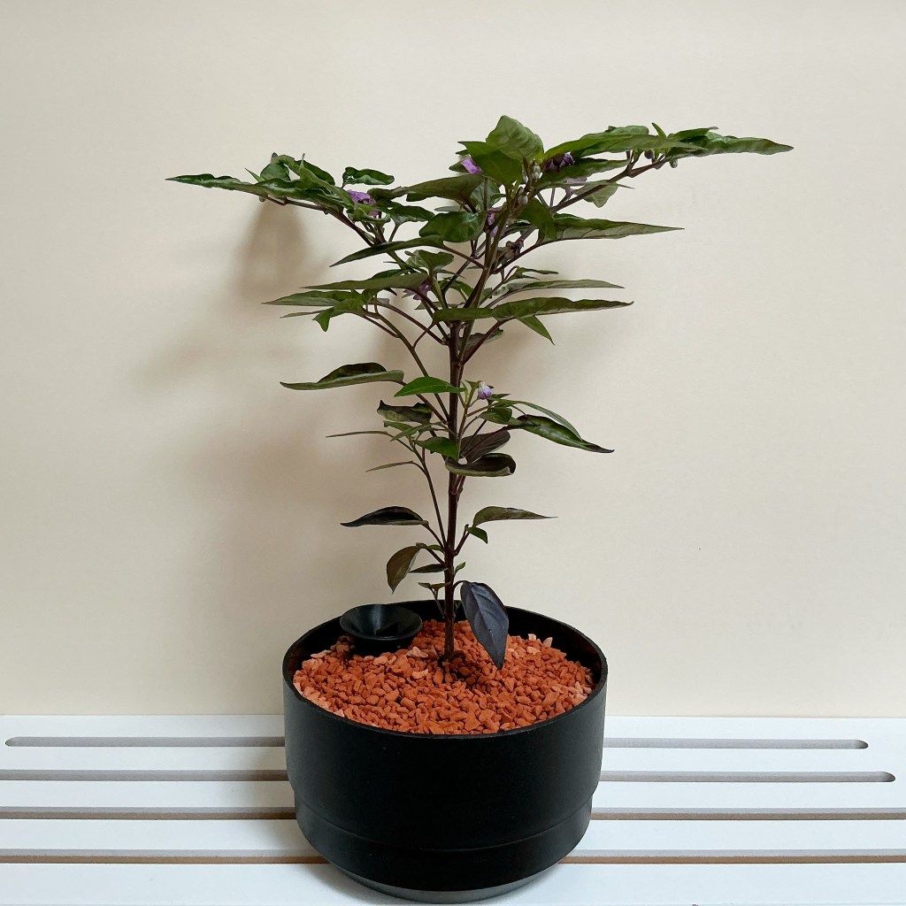 Bolivian Rainbow -chili.