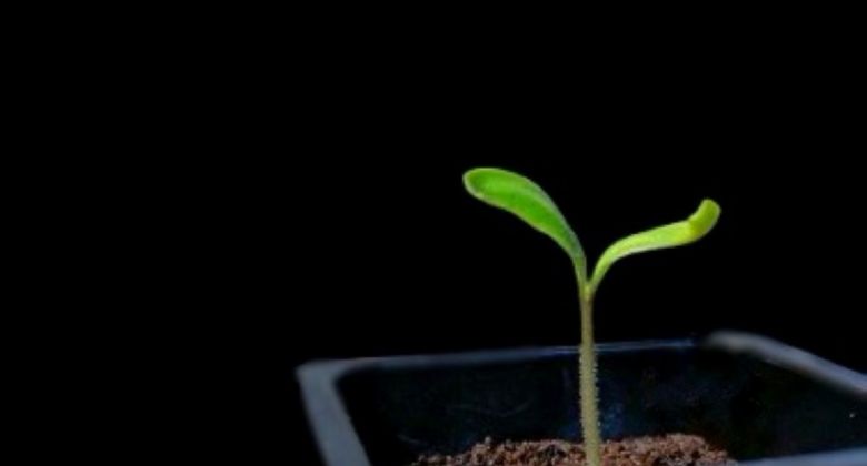 Chilin taimi, jossa pienet sirkkalehdet.