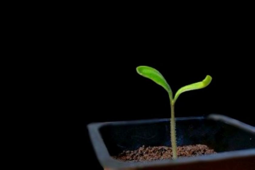 Chilin taimi, jossa pienet sirkkalehdet.