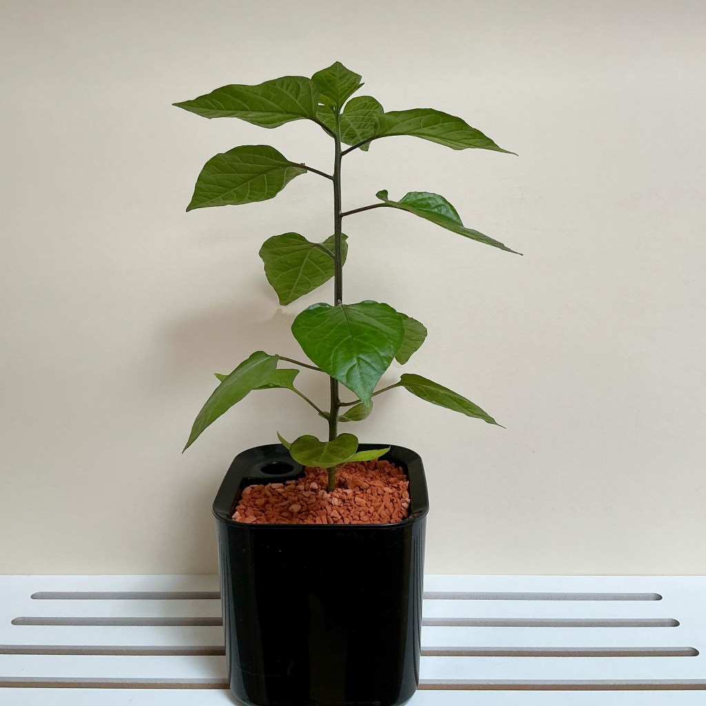 Dalle Khursani -chili