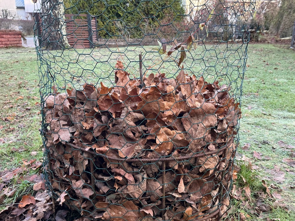 Hakuropajun taimi on suojattu talveksi kuivilla tammenlehdillä.