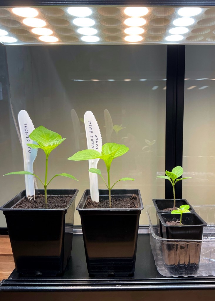 Kaksi isompaa ja kaksi pienempää chilintainta.