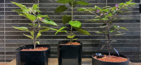 Kolme pientä chiliä ruukuissaan.