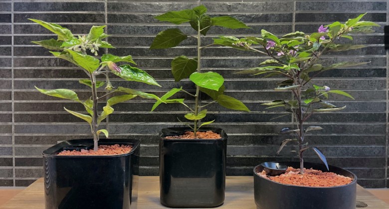 Kolme pientä chiliä ruukuissaan.