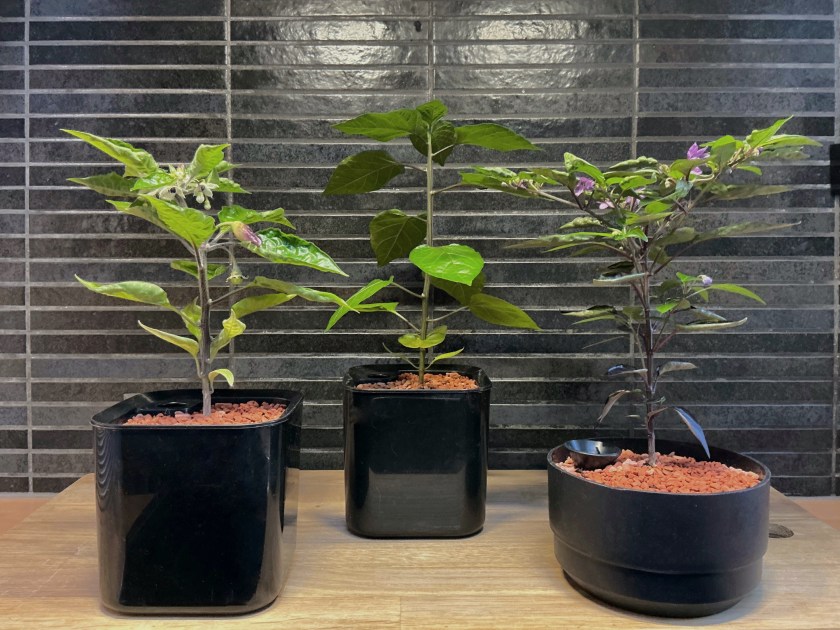 Kolme pientä chiliä ruukuissaan.