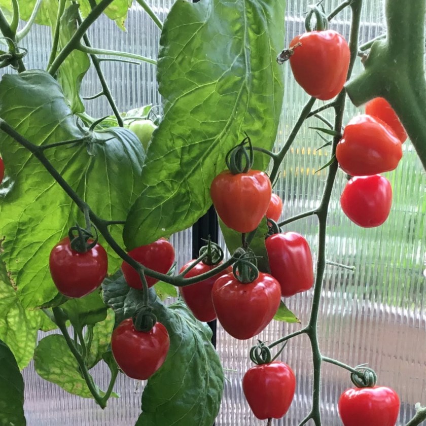 Tomatoberry -tomaatti.