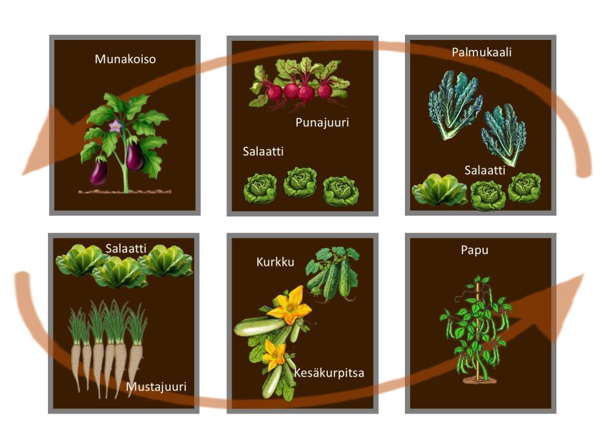 Kaavio kasvimaan penkeistä ja kasveista.