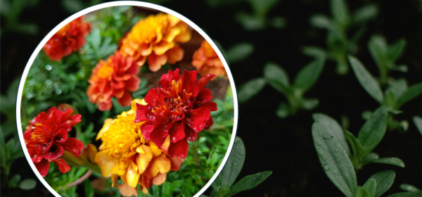 Samettiruusun kukkia ja muiden kesäkukkien pikkutaimia.