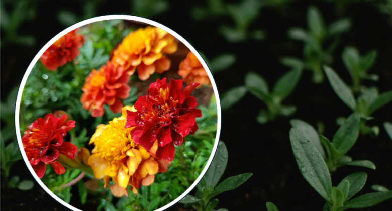 Samettiruusun kukkia ja muiden kesäkukkien pikkutaimia.