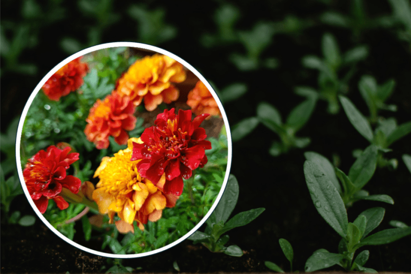 Samettiruusun kukkia ja muiden kesäkukkien pikkutaimia.