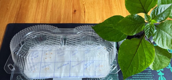 Tomaattien idätyslautta.