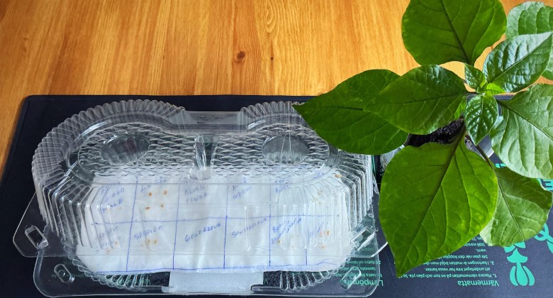 Tomaattien idätyslautta.