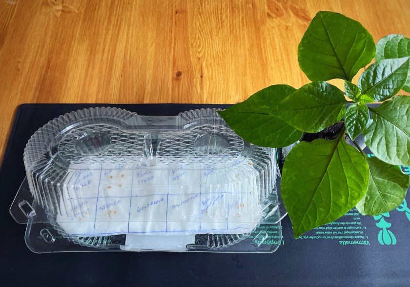 Tomaattien idätyslautta.