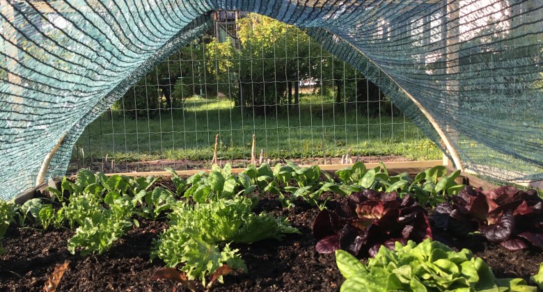 Salaatteja kasvamassa kasvimaalla.